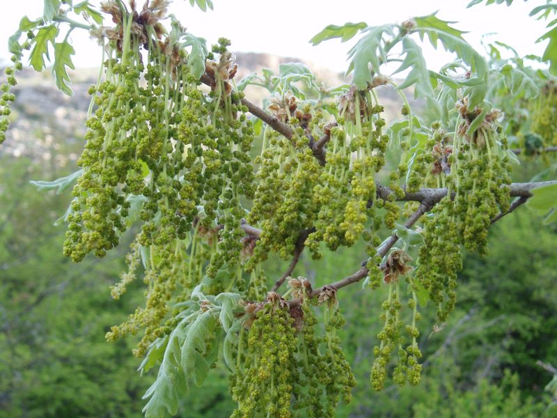 Изображение особи Quercus pubescens.