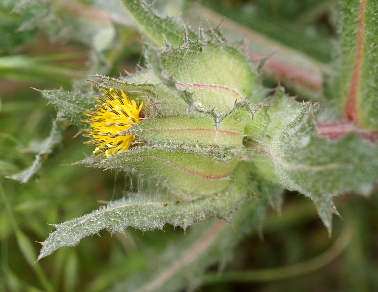 Image of Centaurea benedicta specimen.