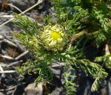 Tripleurospermum tetragonospermum