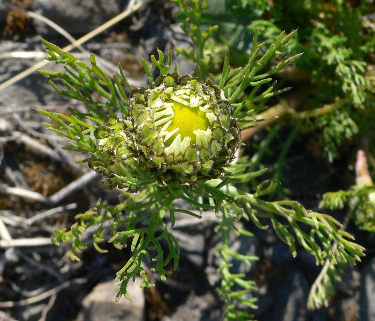 Image of Tripleurospermum tetragonospermum specimen.