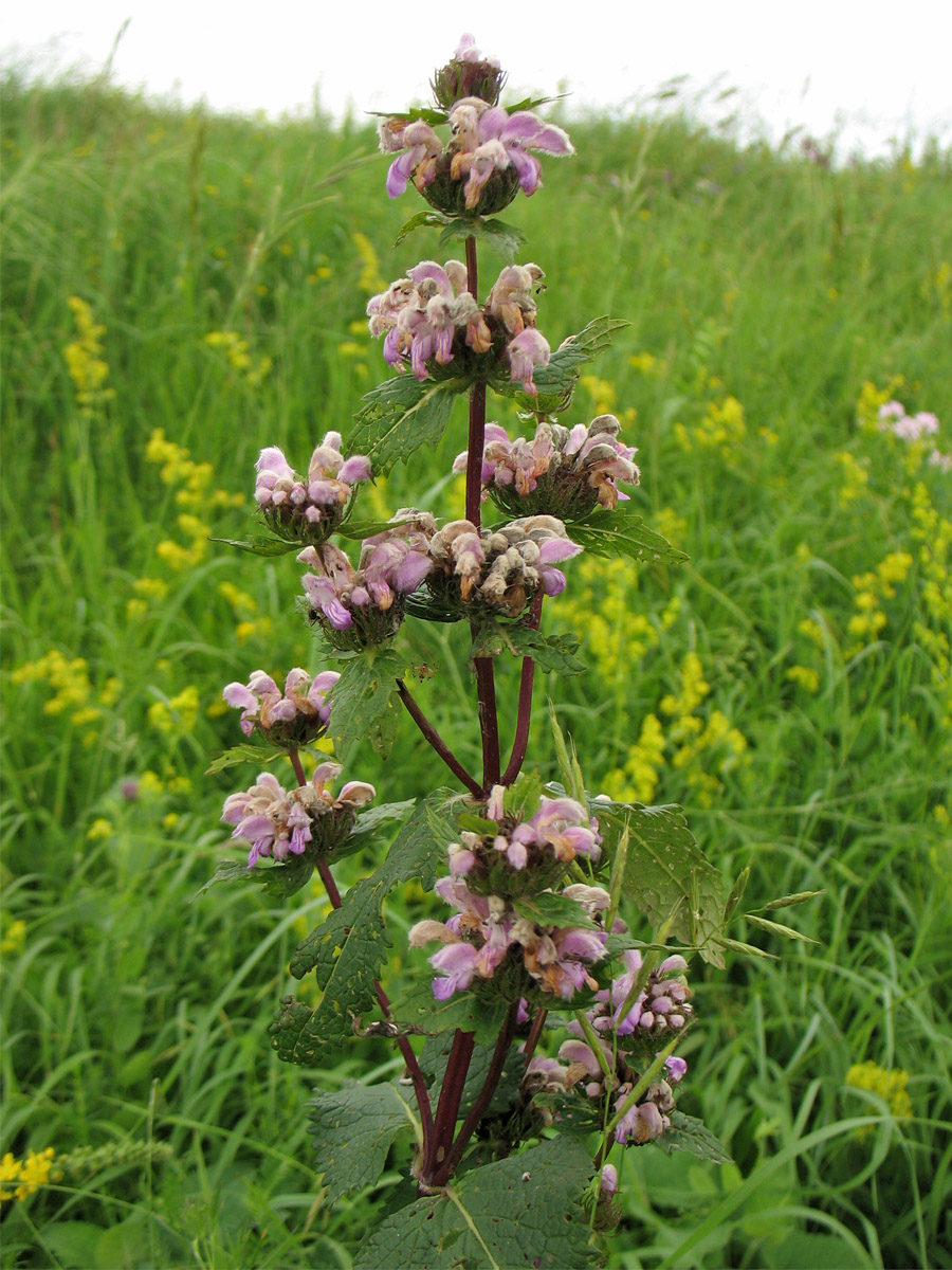 Image of Phlomoides tuberosa specimen.