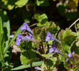 Glechoma hederacea. Верхушки цветущих побегов. Восточный Казахстан, г. Усть-Каменогорск, правый берег р. Иртыш, обочина грунтовой дороги. 16.05.2018.