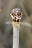 genus Echinops. Ложе соплодия после опадания плодов. Грузия, край Самцхе-Джавахети, Аспиндзский муниципалитет, восточный склон Эрушетского нагорья, выс. ок. 1450 м н.у.м., луг. 11.10.2018.