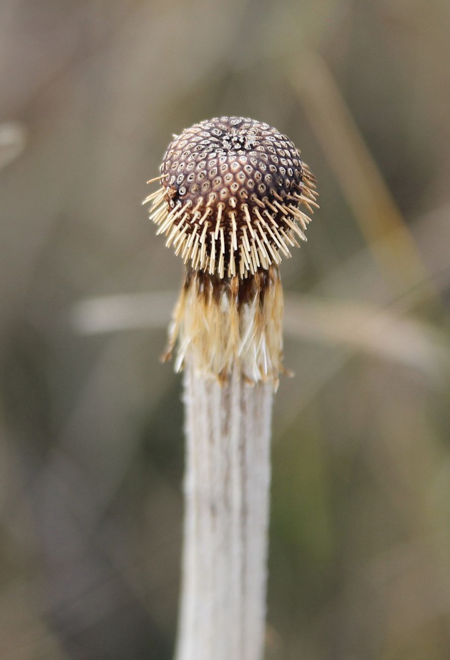 Image of genus Echinops specimen.