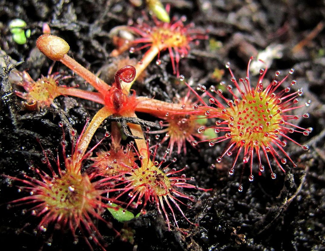 Изображение особи Drosera rotundifolia.