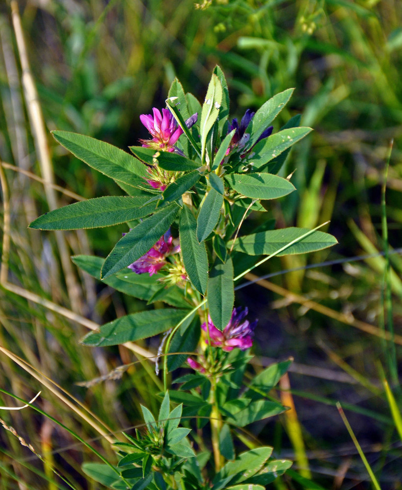 Image of Trifolium lupinaster specimen.