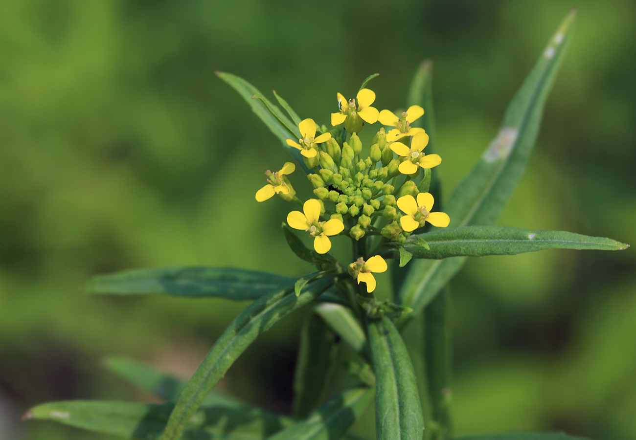 Image of Erysimum cheiranthoides specimen.