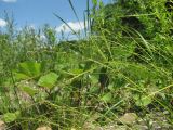 Carex remota