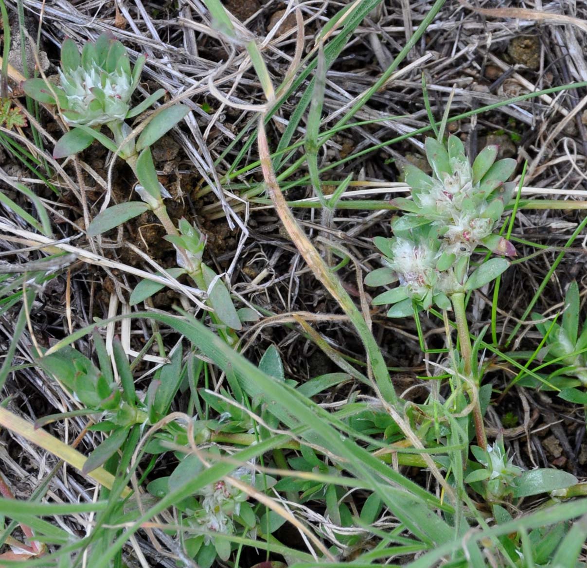 Image of Paronychia argentea specimen.