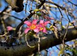 Ceiba speciosa. Верхушка ветви с цветками. Турция, Анталья, в культуре. 31.12.2018.