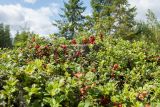 Vaccinium vitis-idaea