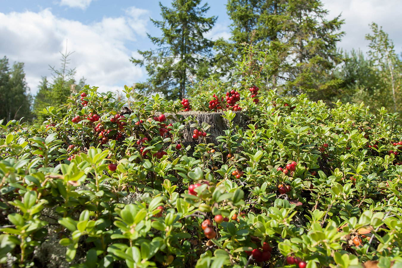 Image of Vaccinium vitis-idaea specimen.