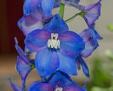 Delphinium