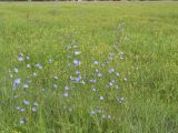 Cichorium intybus. Цветущие растения среди разнотравья. Казахстан, Восточно-Казахстанская обл., Уланский р-н, окр. с. Украинка, луг. 11.07.2005.