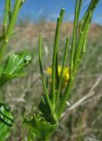 Barbarea stricta. Часть стебля с плодами. Окрестности Архангельска, рудеральное местообитание. 24 июня 2010 г.