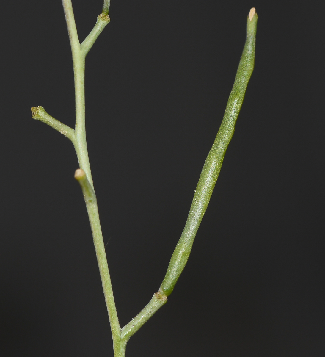 Image of Moricandia nitens specimen.