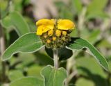 Phlomis lunariifolia