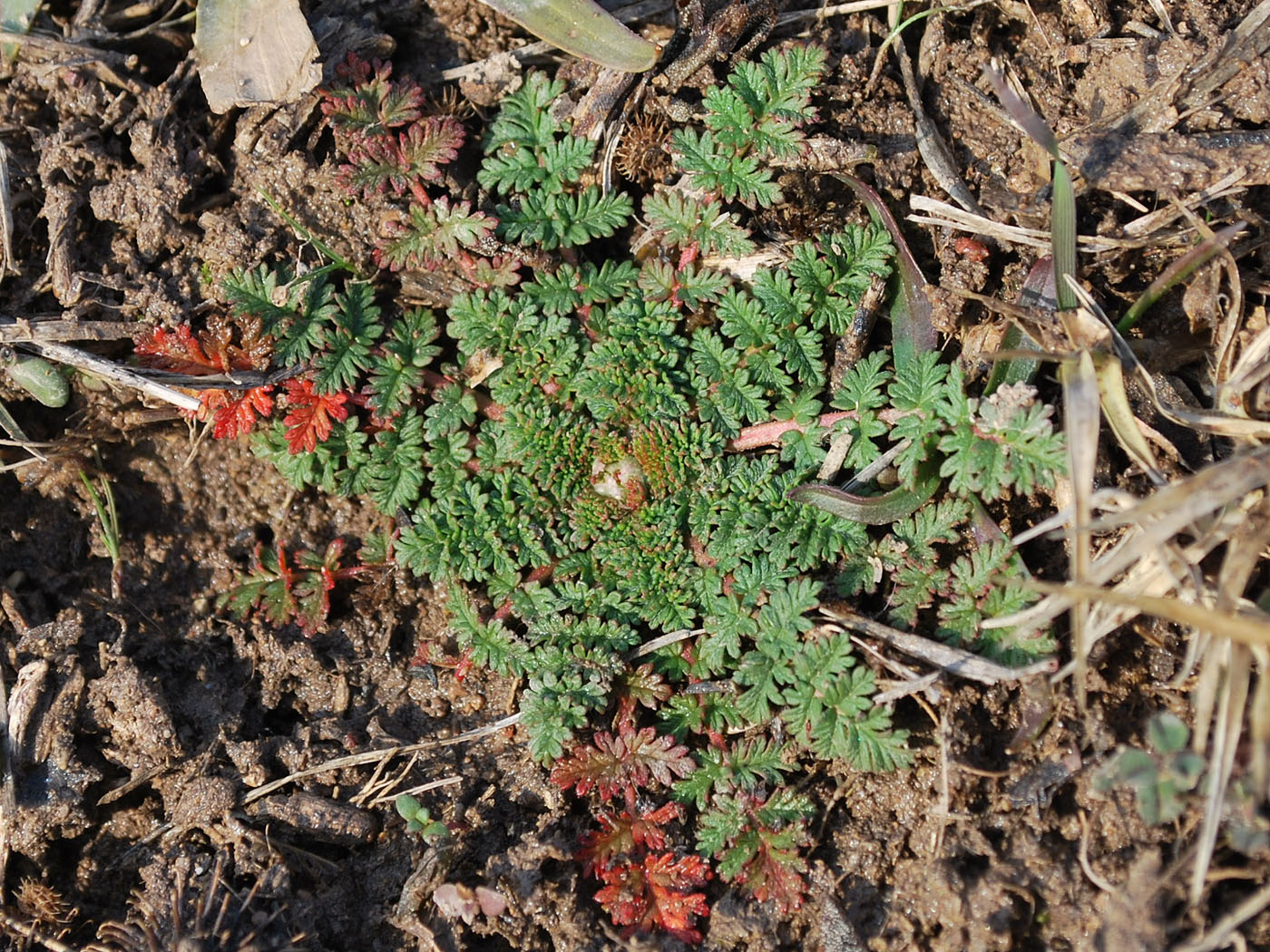 Изображение особи Erodium cicutarium.