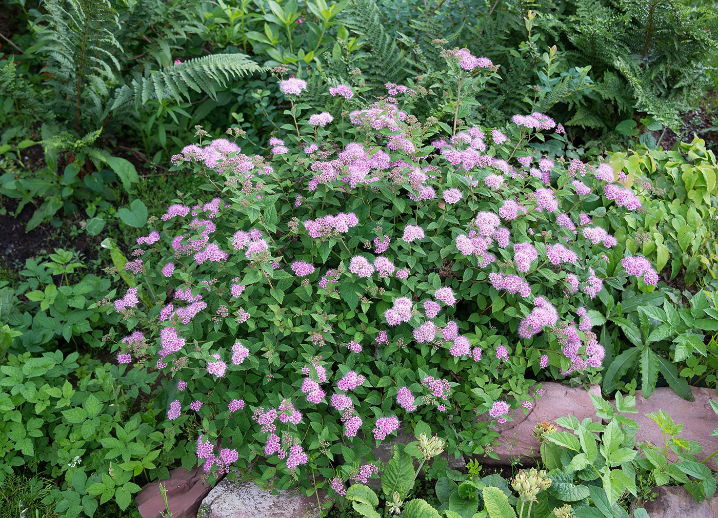 Image of Spiraea japonica specimen.