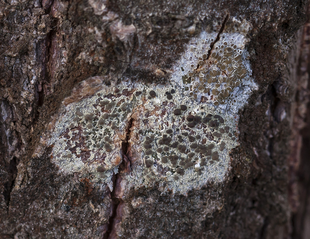 Image of genus Lecanora specimen.