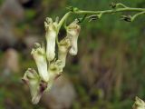 Aconitum ajanense. Соцветие с цветками и завязавшимися плодами. Магаданская обл., окр. г. Магадан, побережье бухты Нагаева, Морпортовская сопка, в распадке у ручья. 09.08.2017.