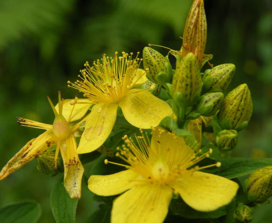 Изображение особи Hypericum maculatum.