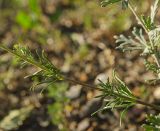 Galium verum. Часть веточки. Челябинская обл., Кизильский р-н, Богдановское сельское поселение, пос. Грязнушинский, долина р. Урал, галечный берег. 12 июня 2019 г.