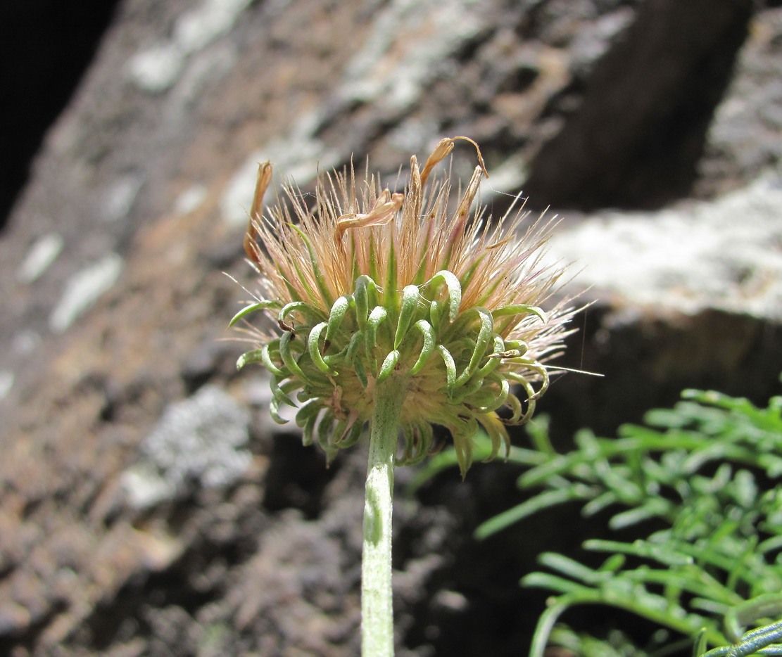 Изображение особи Jurinea coronopifolia.