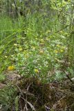 Potentilla erecta