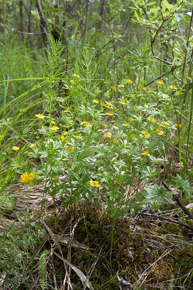 Изображение особи Potentilla erecta.