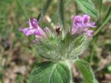 Clinopodium vulgare