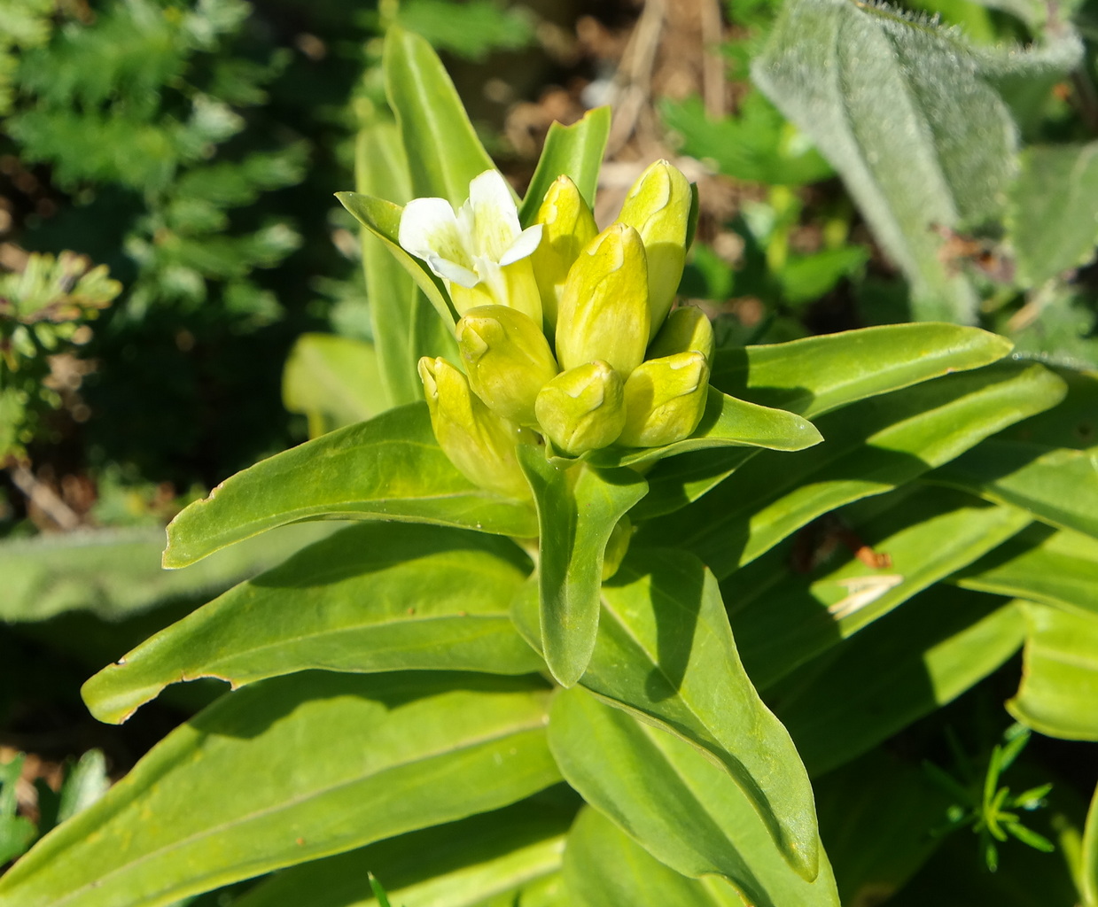 Image of Gentiana cruciata specimen.