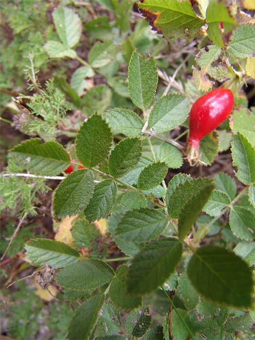 Image of Rosa pulverulenta specimen.