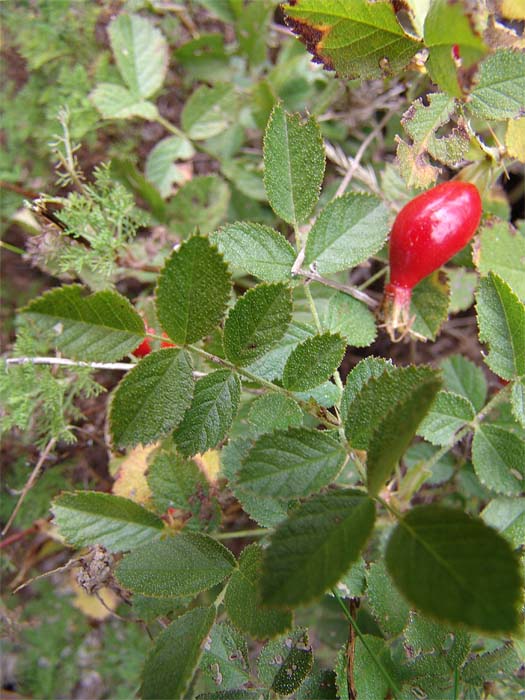 Изображение особи Rosa pulverulenta.