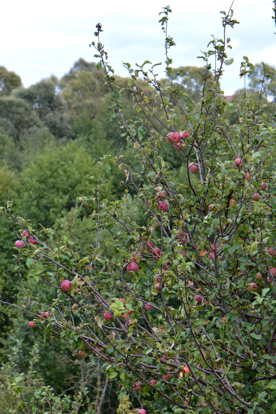 Изображение особи Malus domestica.