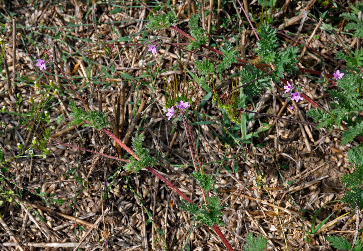 Изображение особи Erodium cicutarium.