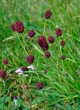 Sanguisorba officinalis. Верхушки побегов с соцветиями. Челябинская обл., Саткинский р-н, хребет Зюраткуль, ≈ 1100 м н.у.м., субальпийский луг. 31.07.2019.