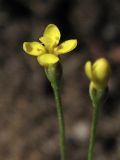 Cicendia filiformis. Цветок и бутон. Нидерланды, провинция Drenthe, национальный парк Drentsche Aa, заказник Eexterveld, участок с нарушенным травяным покровом. 14 июля 2008 г.