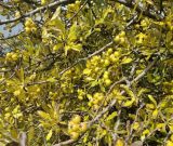 Pyrus elaeagrifolia. Части плодоносящих ветвей. Республика Крым, г. о. Ялта, Ай-Петринская яйла, разнотравный луг. 30.09.2019.