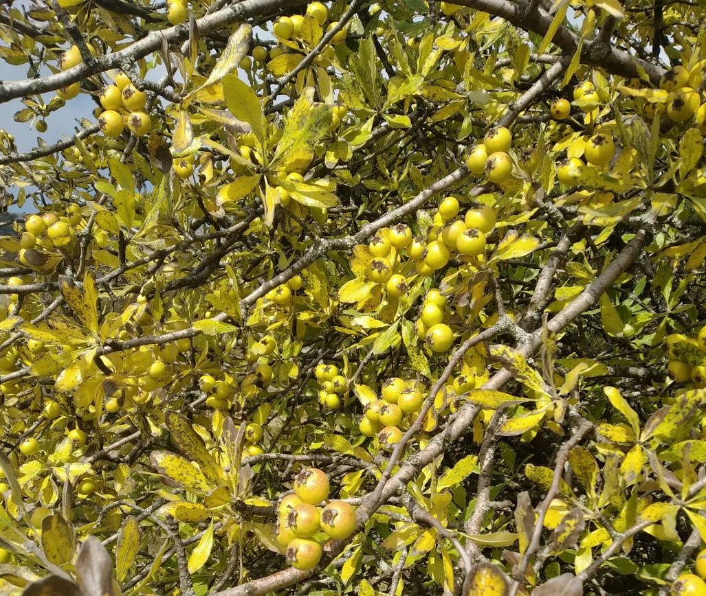 Image of Pyrus elaeagrifolia specimen.