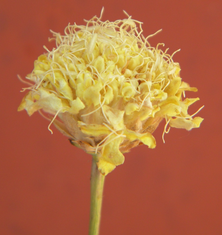 Image of Cephalaria uralensis specimen.