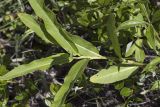 Persicaria amphibia. Верхушка побега. Сахалинская обл., Охинский р-н, окр. г. Оха, залив Уркт, заболоченный приморский луг. 23.07.2017.