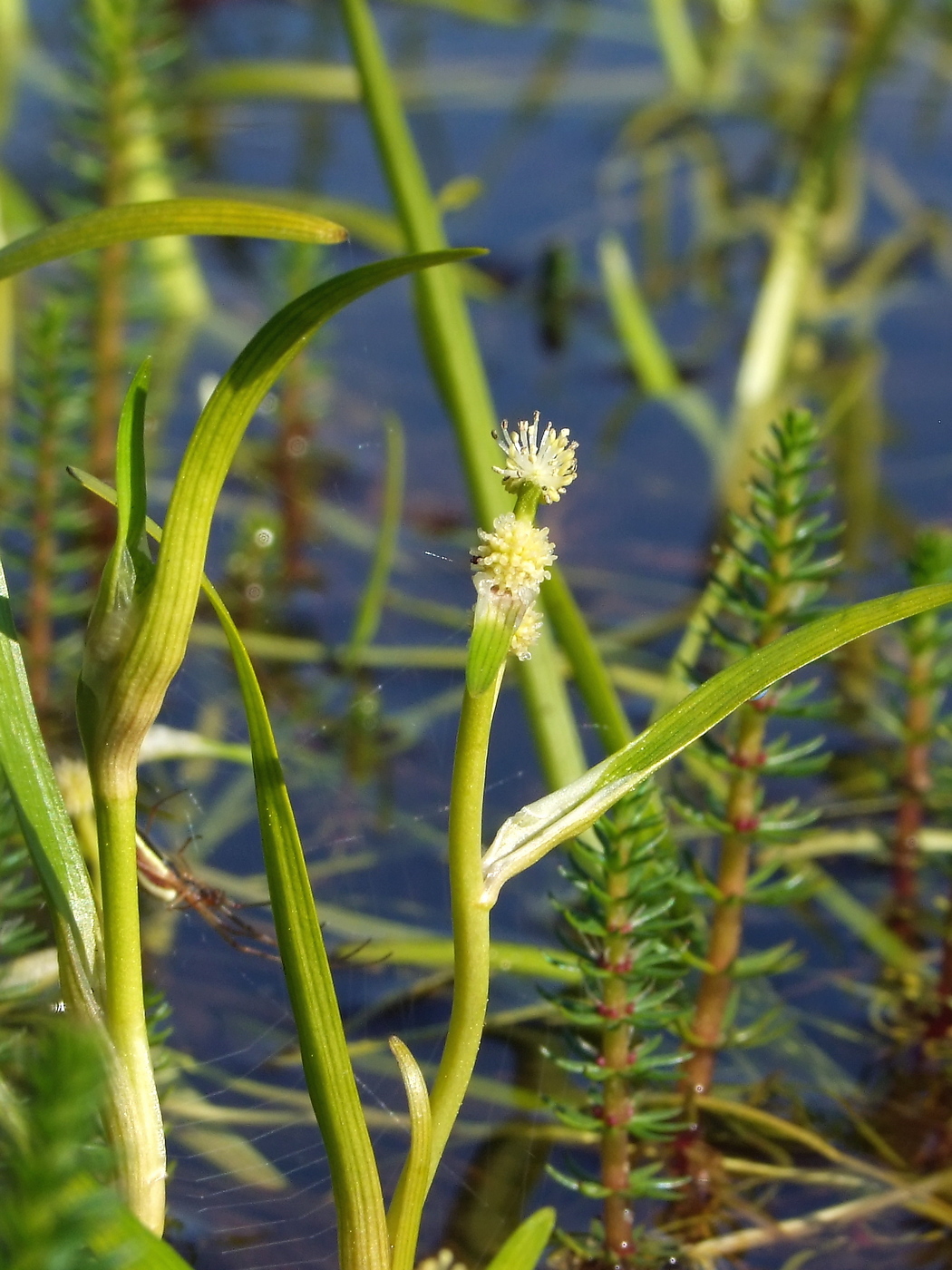 Изображение особи Sparganium hyperboreum.