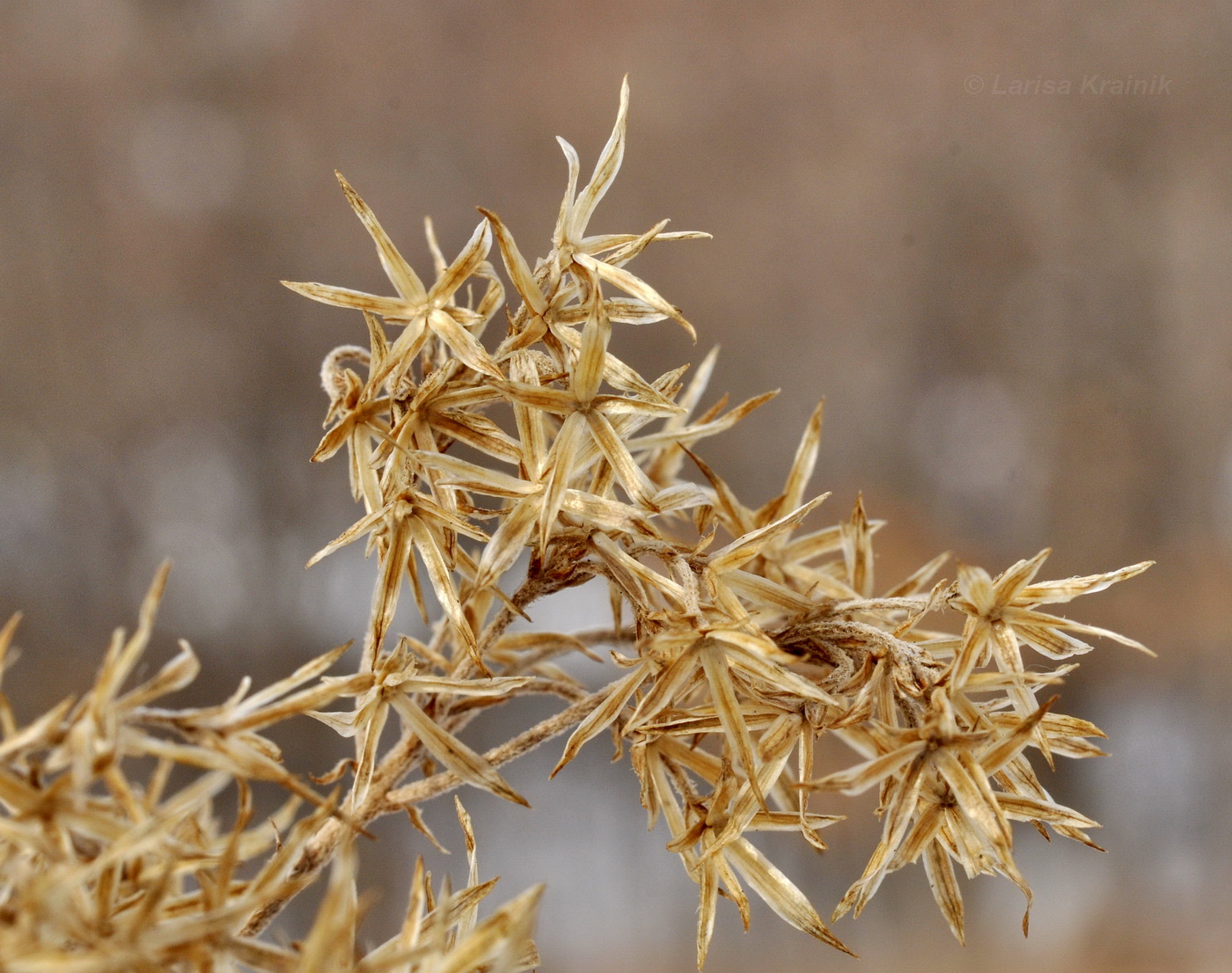 Изображение особи семейство Asteraceae.