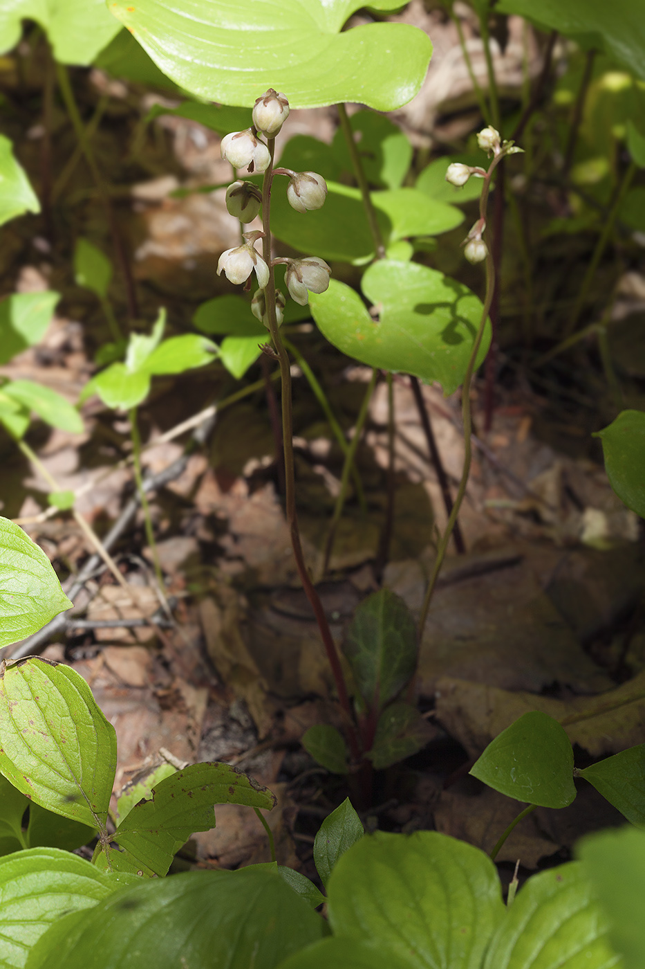 Изображение особи Pyrola japonica.