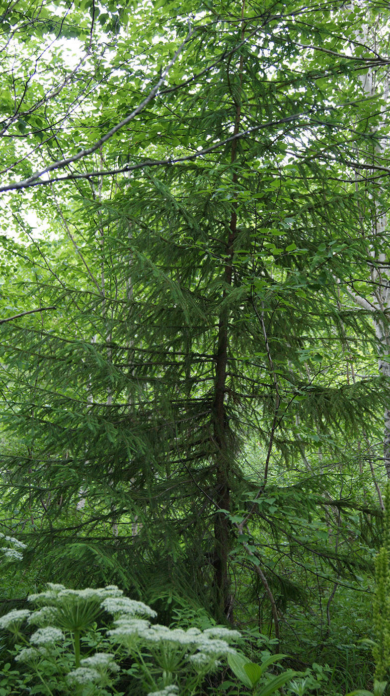 Image of Picea abies specimen.