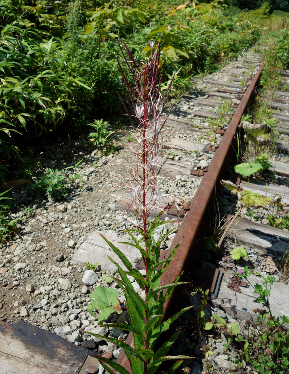 Image of Chamaenerion angustifolium specimen.