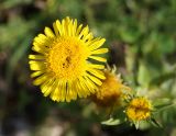 Inula britannica