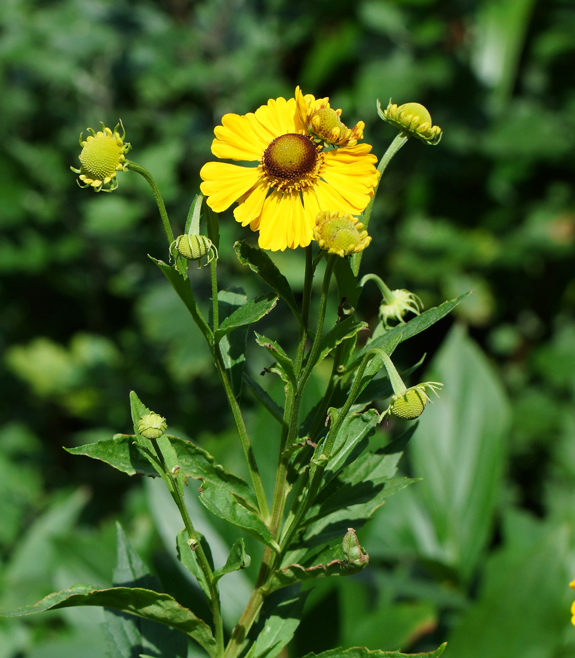 Image of Helenium autumnale specimen.