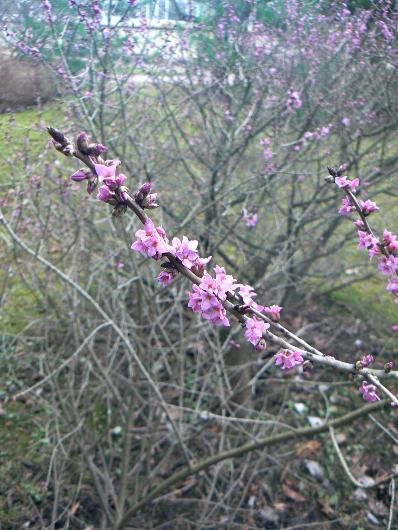 Изображение особи Daphne mezereum.